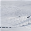 Vis hensyn til villreinen i fjellet i påska. Foto: Olav Strand, NINA