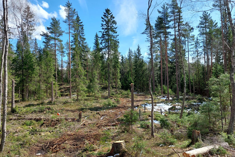 Slik kan mer lukket hogst påvirke naturmangfold, karbonlagring og skognæring