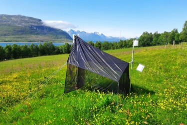 Milde vintre er dårlig nytt for insektene