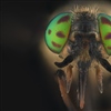 Denne blindingen (Chrysops relictus) er en av artene som går i forskernes feller. Foto: Arnstein Staverløkk, NINA