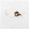 Kalde og nedbørsrike vintre slår positivt ut for insektene. Her to snønebbfluer (Boreus westwoodi) som parrer seg på snø i Soknedal i Trøndelag. Foto: Arnstein Staverløkk, NINA