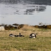 Hvitkinngås på vårrast i Vesterålen. Foto: Ingunn Tombre/NINA