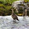 Foto: Eivind Flittie Kleiven/NINA