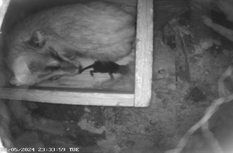 Endangered Arctic fox birth caught on camera