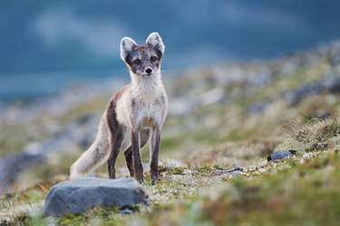 Nytt nordisk samarbeid for å redde fjellreven