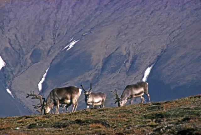 Steep decline in radioactive caesium after 30 years of monitoring