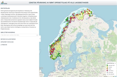 Ny nettportal for genetisk påvirkning av rømt oppdrettslaks på villaksbestander