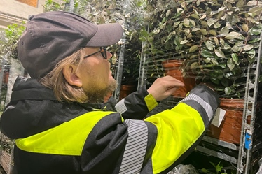 Jakter blindpassasjerer blant hageplanter