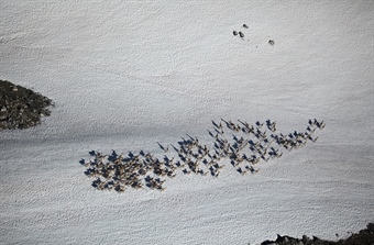 Norway's wild reindeer struggle to reproduce
