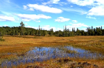 Norway’s new national biodiversity strategy and action plan presented – initial views from NINA