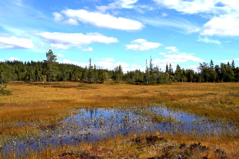 Norway’s new national biodiversity strategy and action plan presented – initial views from NINA