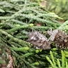 Thuja, belonging to the Cupressaceae (cypress family) is one of the imported garden plants bringing the most stowaways to Norway. Here, two Rhaphigaster nebulosa are brought along. Photo credit: Anders Endrestøl, NINA
