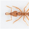 Strumigenys rogeri is one of several alien ant species arriving to Norway with garden plant import from Costa Rica. Photo credit: Arnstein Staverløkk, NINA