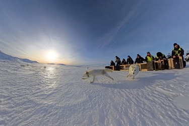 GPS avslører fjellrevens hemmeligheter