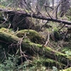 I kjernene av gammelskog i Østmarka finner vi død ved av mange slag. Rundt en fjerdedel av alle artene i skogen bruker død ved, og mange er helt avhengige av dette levestedet, deriblant mange truede arter. Foto: Rannveig Jacobsen