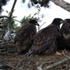 Triplets are a rarity among sea eagles, but somewhat more common in Ireland, as seen in this nest. Photo: Damien Clarke.