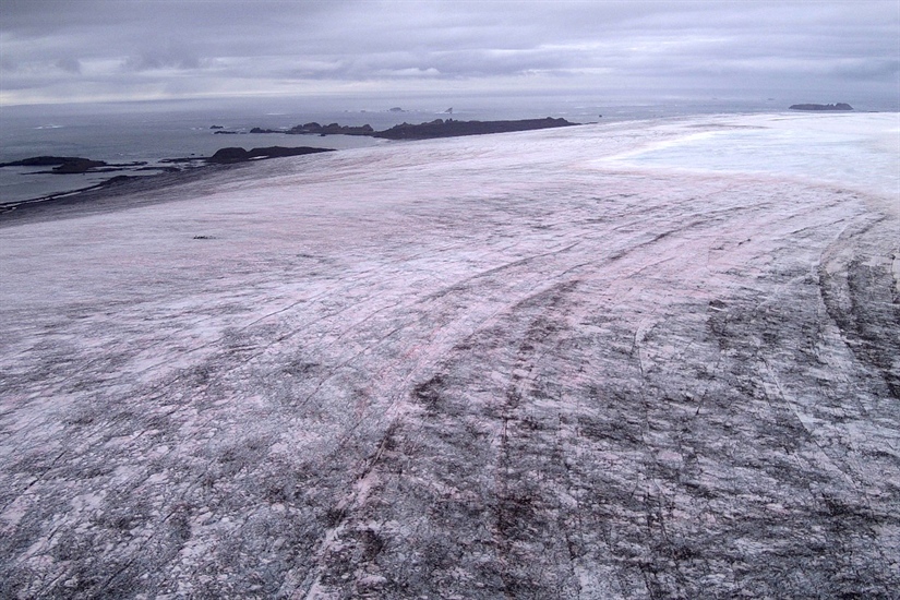 Vibrant life on Antarctica’s ice caps: Scientists reveal vast communities of photosynthetic algae on the ice
