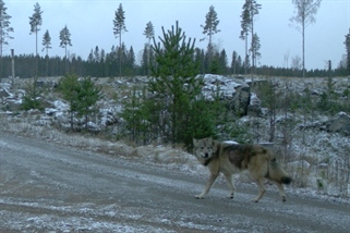 Hvordan skal vi leve sammen med flere rovdyr?