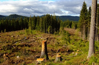 Clear-cutting of forests decreases soil organic carbon for decades