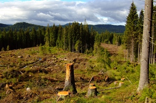 Flatehogst har stor påvirkning på karbonlagring i jorda i flere tiår