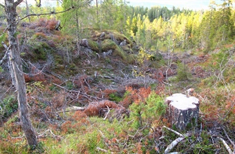 Mer hogst truer naturmangfoldet - også om det skjer med lukket hogst