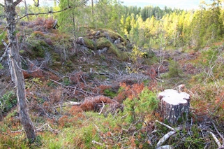 Mer hogst truer naturmangfoldet - også om det skjer med lukket hogst