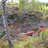 Gruppehogst betyr flater som er mindre enn 2 dekar og inngår i begrepet lukket hogst. Foto Ulrika Jansson.