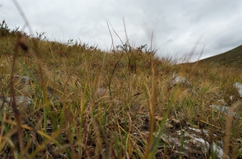 Norwegian Research Contributes to Global 'Dark Diversity' Study, Offering New Insights into Biodiversity Loss