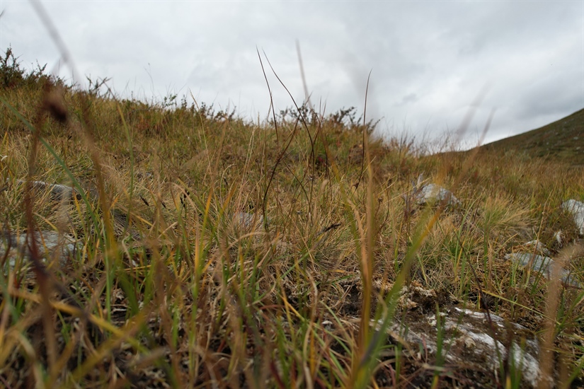 Norwegian Research Contributes to Global 'Dark Diversity' Study, Offering New Insights into Biodiversity Loss