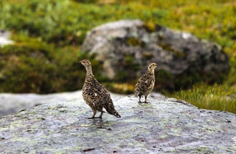 Venter nedgang for lirypebestandene i Finnmark