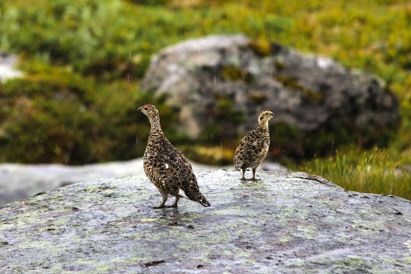 Venter nedgang for lirypebestandene i Finnmark