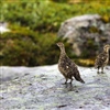 Foto: Eivind Flittie Kleiven / NINA.