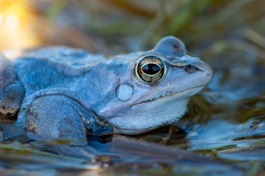 Naturrestaurering sikrer framtiden til amfibiene i Vestby