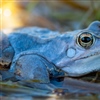 Spissnutefroskens framtid ser lysere ut i Vestby etter en rekke tiltak for å hjelpe amfibiene som mistet dammen sin. Foto: Jeroen van der Kooij.