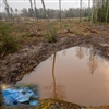 En av dammene som er spesialdesignet for spissnutefrosk, men alle amfibieartene trolig vil finne seg til rette i. Foto: Jeroen van der Kooij.