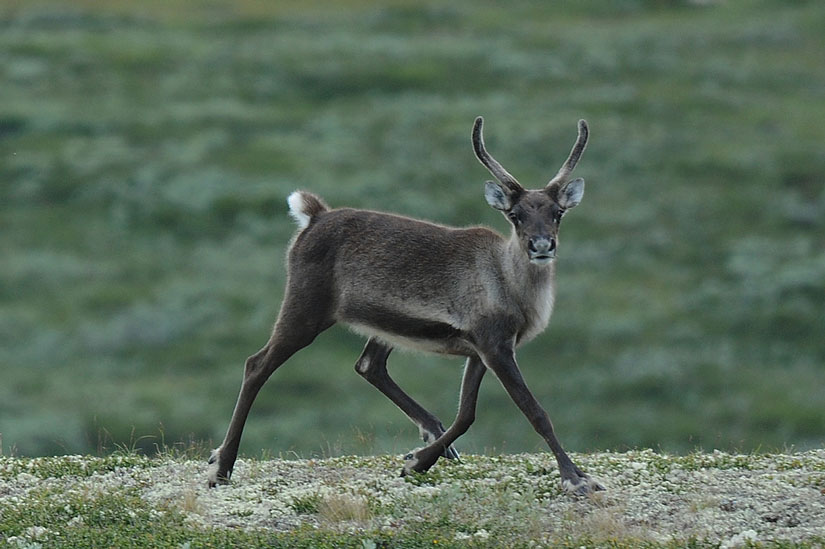Simulates Tunnel Construction for Wild Reindeer