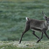 Foto: Olav Strand/NINA.