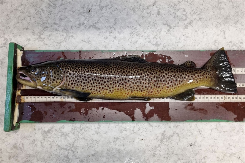 Fiskefella forteller den dystre historien til ål og laksefisk