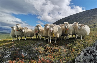 Hvor mange sauer tar jerven?