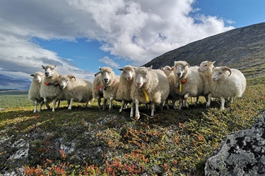 Hvor mange sauer tar jerven?