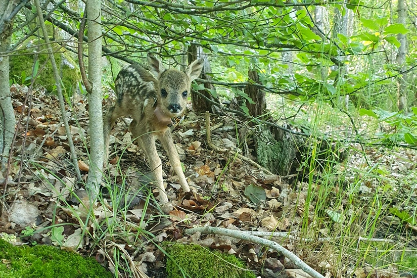 Flytting redder rådyr fra slåmaskina