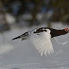 Bestanden av lirype har sannsynligvis gått ned i Finnmark så jegere er oppfordret til å justere forventningne til årets jakt. Foto: Petter Berg