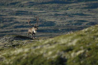 Learning Across Borders: Comparing Caribou and Reindeer Conservation Strategies in Norway and Canada