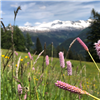 Persicaria bistorta (common bistorta) in thw Swiss Alps. Photo: Mariana García Criado