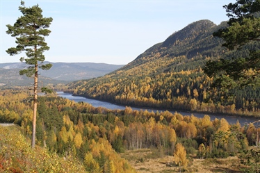 Gaps in Ecosystem Service Investments in Norwegian Forest Governance