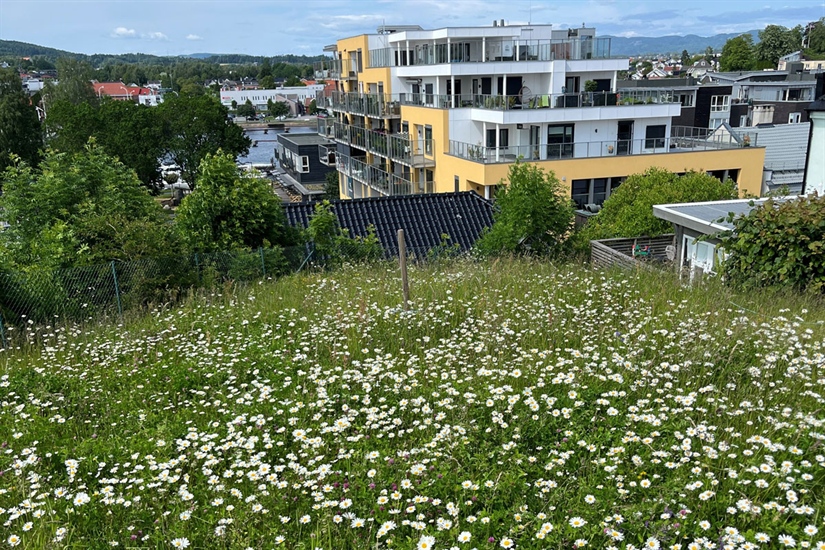 Vil gjøre det lettere for alle å restaurere natur