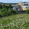 Naturrestaurering kan også øke naturmangfoldet i by. Her er gressplen er omgjort til pollinatorvennlig blomstereng. Foto: Astrid Brekke Skrindo / NINA.