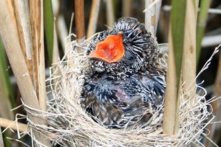 Gjøkens hemmelighet er endelig avslørt