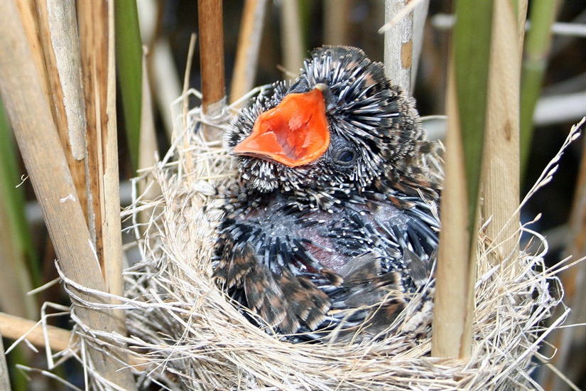 Gjøkens hemmelighet er endelig avslørt