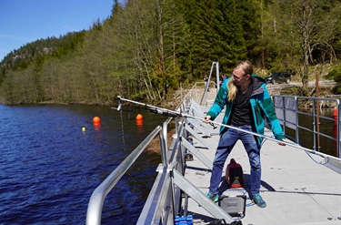 Nytt gjerde leder 3 av 4 laks  trygt forbi kraftverket i Mandalselva